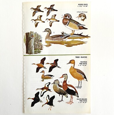 Wood Duck Tree Duck Varieties And Types 1966 Color Bird Art Print