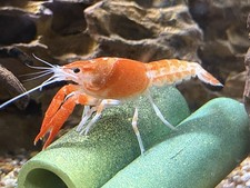 FIREBALL Orange Ghost LIVE Juvenile Crayfish, home bred, beautiful color