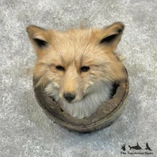 #29707 E | Cross Fox Head in a Log Taxidermy Mount For Sale