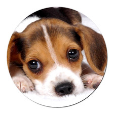 BEAGLE PUPPY ANIMAL DOG Pendant Charm On 925 Sterling Silver 20" Necklace Gift