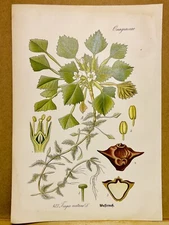 1886 ANTIQUE PICTURES LITHOGRAPH ART PRINT BOTANY FLOWER FLORA NATURE DECO PO...