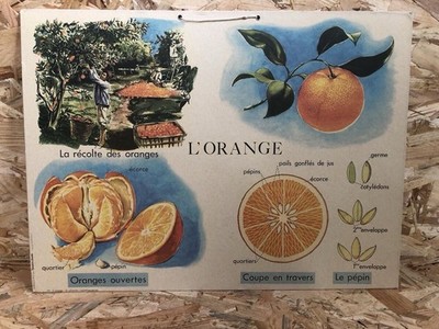 L ORANGE Family Comptoir Collection 70 s Educational Board Card #D251