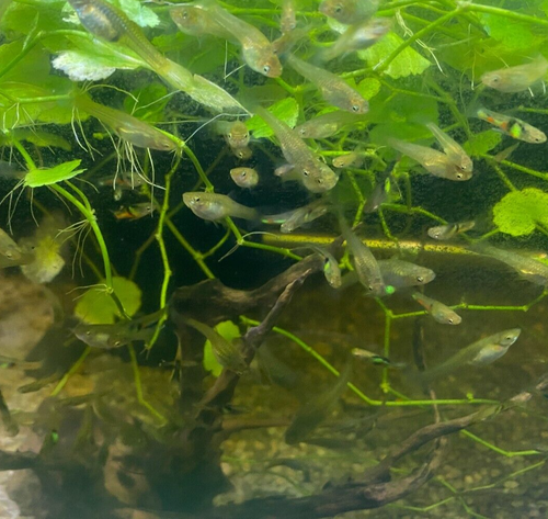 El Tigre Endlers (2) 1m,1f - LIVEBEARING - Picture 12 of 13