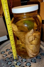 Taxidermy Wet Specimen SIDESHOW FREAK  ODDITES MUSEUM USED AROUND THE COUNTRY