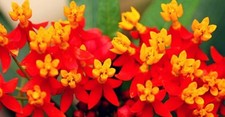 Butterfly Bloodflower Milkweed Sunset Flower Seeds 100 SEEDS