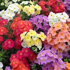 50 Coral Reef Phlox Seeds Flower Perennial Seed Flowers Bee Butterfly US SELLER