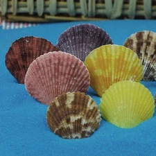 20 Pieces Colorful Seashells Decorations Nautical Scallop Shells Crafts Decor