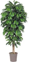 Artplants Unechte Mango Mawuwani, EchtstäMme, GrüN, Crossdoor, 125Cm