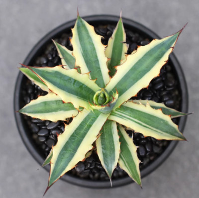 RareSucculent plant Agave xylonacantha  variegated  Boutique Garden Sale 14CM