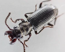 MA901. Insects:  Carabidae sp. Borneo Island. Malaysia!!!!!!!!!!!