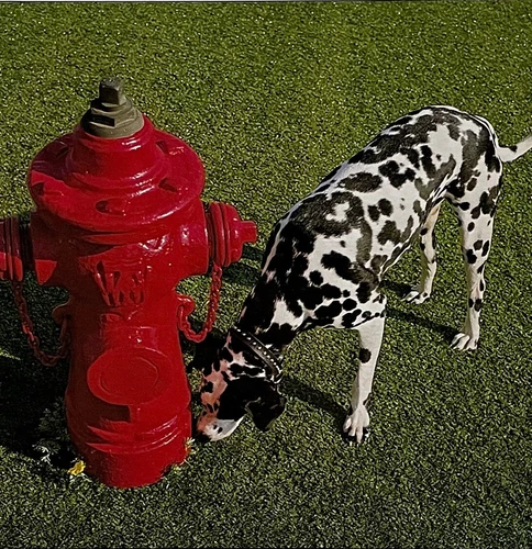 Vtg 1982 RUSH Album SIGNALS Masterdisk 1ST PRESSING Vinyl RECORD Lp OG NEAR MINT