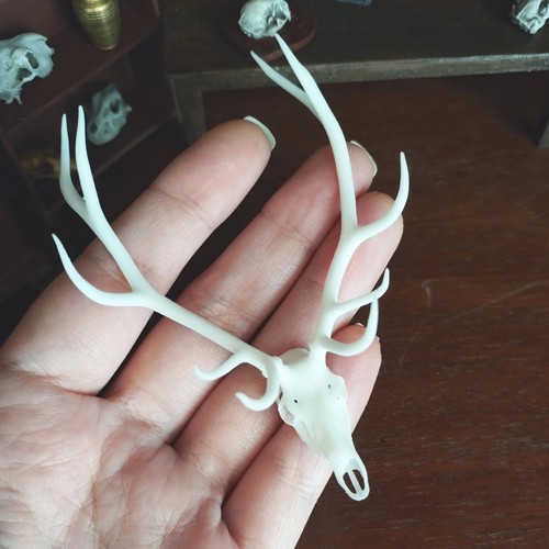 Miniature Red Deer Skull 1:12 Scale replica diorama dollhouse art (1 skull) - Picture 5 of 6