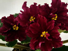 African Violet Plant ~ LE-Rubin Mogolov — photo 1