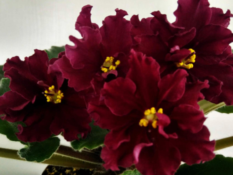 African Violet Plant ~ LE-Rubin Mogolov