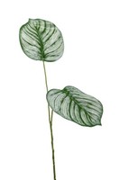 Artplants Dekozweig Calathea Orbifolia Tamariu, GrüN-Weiß, 50Cm