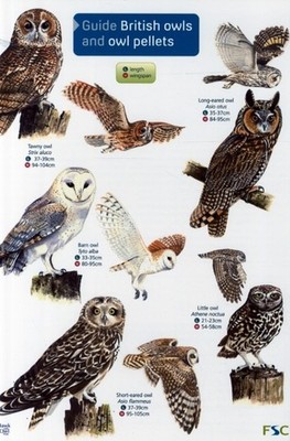 Guide to British Owls and Owl Pellets by Leanne Thomas 9781851532353