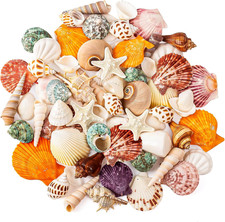 Sea Shell Mixed Ocean Shells Set, 15 Kinds 1.2"-2.7" Various Sizes Natural Seash