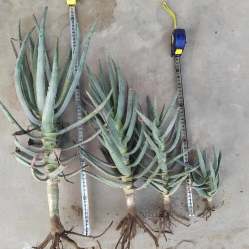 Aloe dichotome 30 cm hauteur, rare ramifié en forme d'aloès, plantes succulentes - Photo 1/7