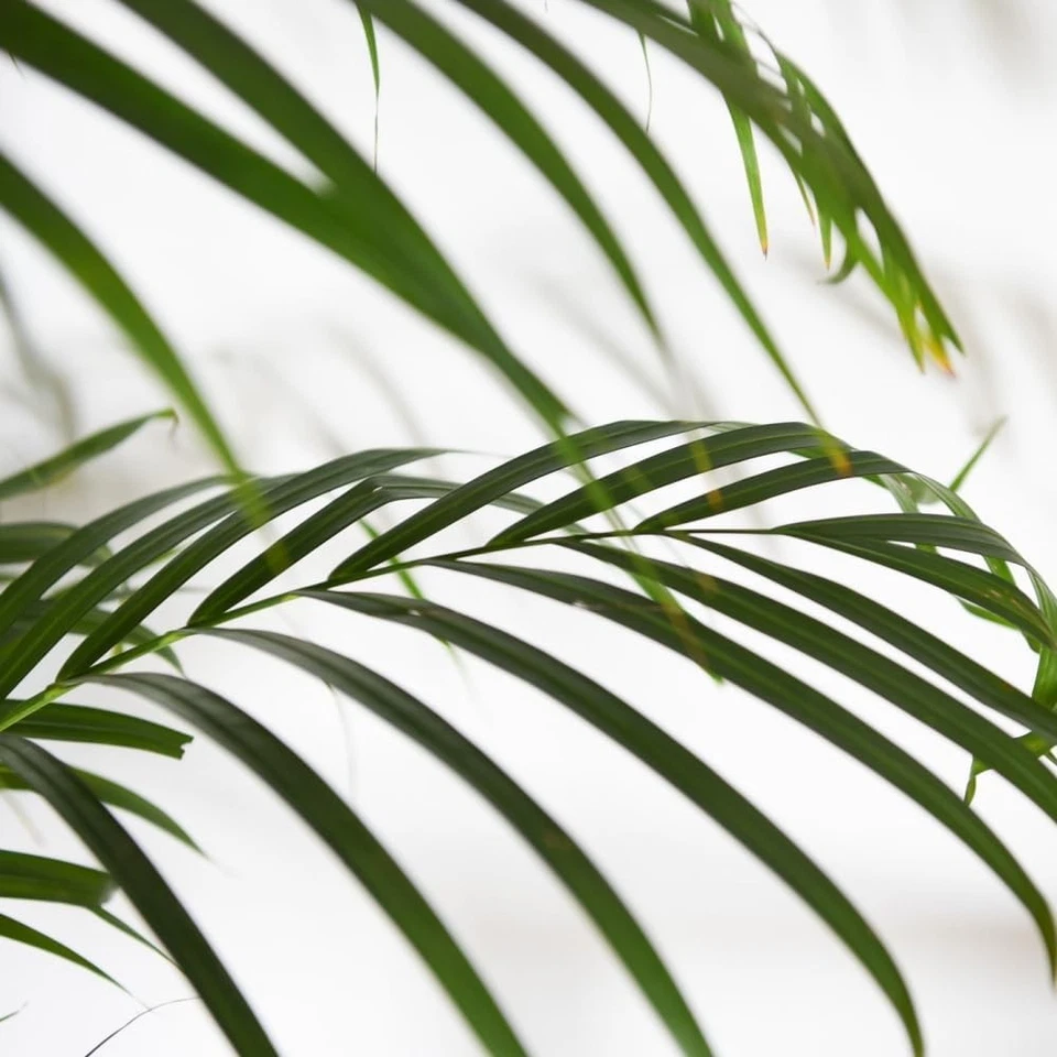 Areca Dypsis Palm Tree (Golden Cane Palm) 9cm & 12cm Potted Plant by T&M - Image 4 of 4