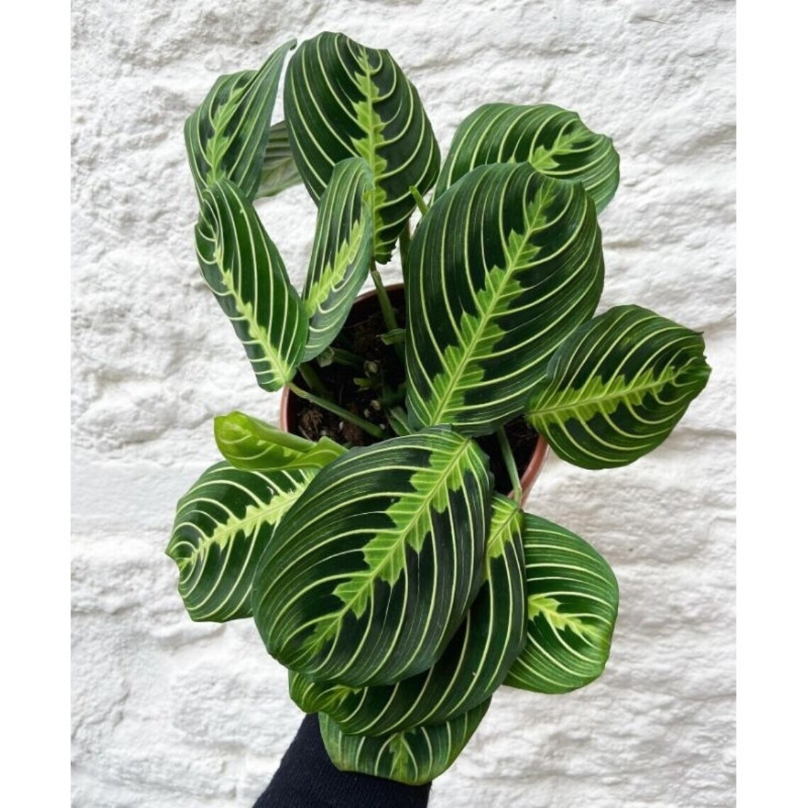 Calathea Maranta lima limón || certificado fitosanitario gratuito || DHL Express