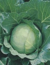 Cabbage Seeds- Golden Acre,  