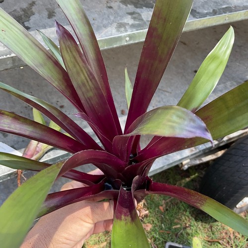 Mini / Midi Vriesea JEANIE'S FEATHER - Small Sized Grower - Bromeliad, Neo - Picture 7 of 11