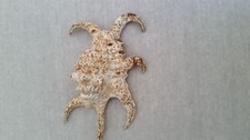 Grosse SPINNENSCHNECKE (Lambis chiragra)