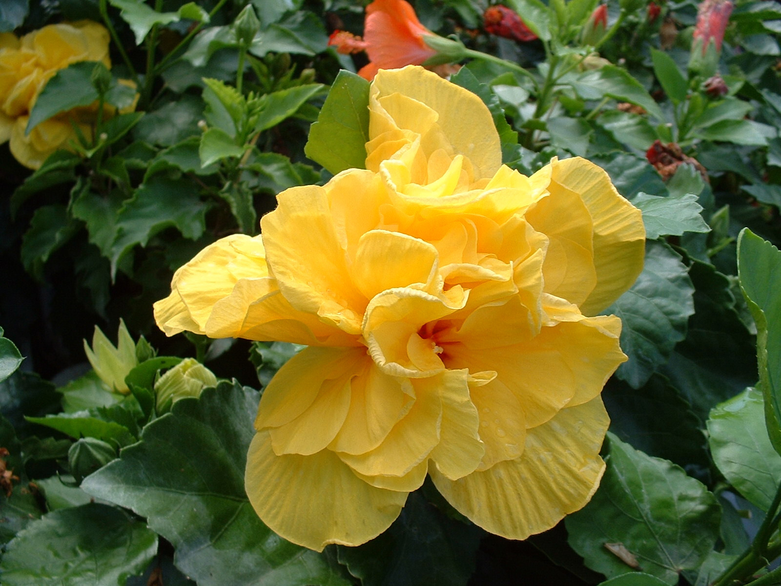 Hibiscus Koenig lot de 2 pieds pour créer un coin détente tropical sur terrasse