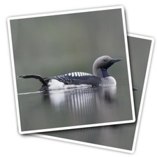 2x Vinyl Stickers Arctic Loon Gavia Arctica Diving Bird #50111