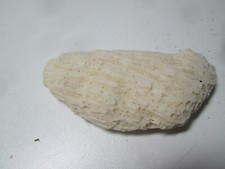 Natural small Coral Sea Specimen Nautical Décor 3" by 1.5"