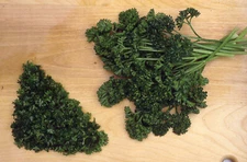 400 FORST GREEN  PARSLEY  - FRESH SEEDS FRESH HARVEST FOR GARDENS