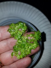 Duckweed L. Minor 1/4 cup ,Food for shrimp,Koi,Turtles, excess nitates etc