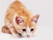 Tabby Close Up Looking Down Cute Cat Poster Print Paper OR Wall Vinyl