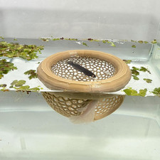 Aquarium Floating Betta Fish Skins, Betta or Shrimp Feeder, Cave and Hammock
