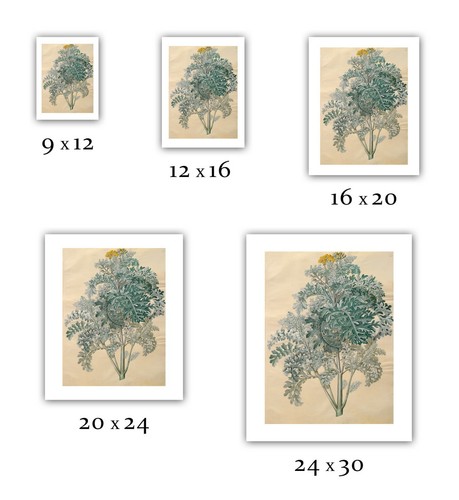 Gottorfer Codex : "Senocio bicolor" (1649-1659) — Giclee Fine Art Print - Picture 2 of 7