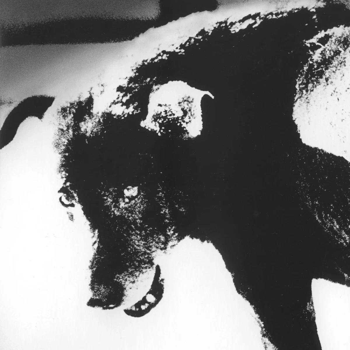 daido moriyama products for sale | eBay