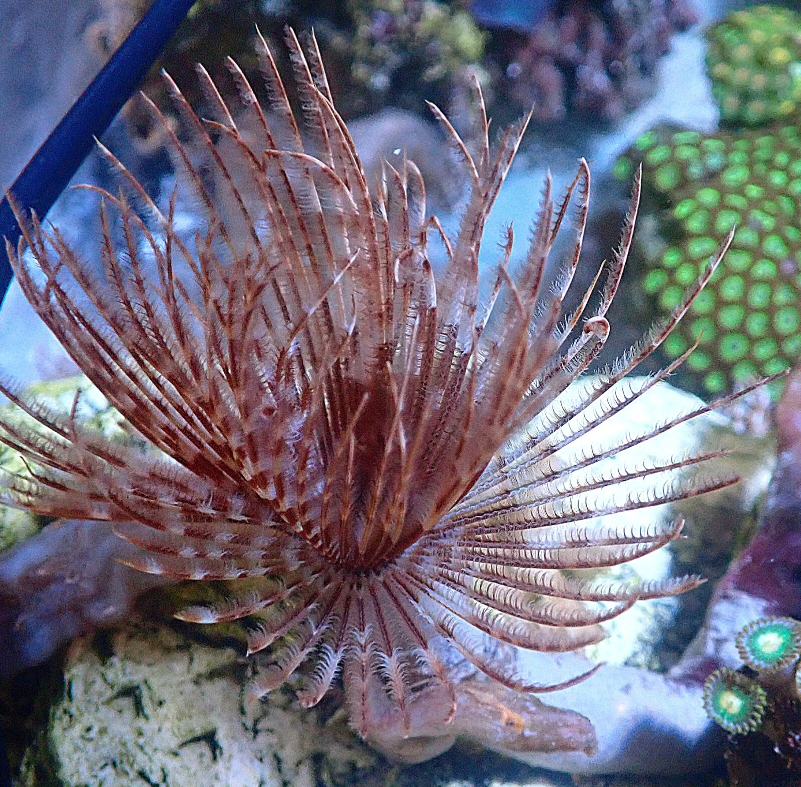 Big Feather Duster Worm For Saltwater Aquarium WYSIWYG eBay
