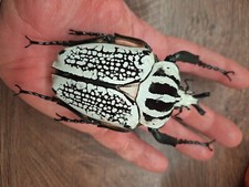 標本 Goliathus goliatus apicalis 85mm CONGO 標本 Goliathus goliatus apicalis 85mm CONGO Goliathus