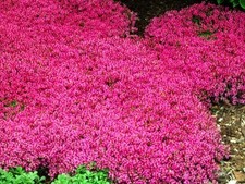 Live RED CREEPING THYME Plant + Thymus Praecox 'Coccineus' -
