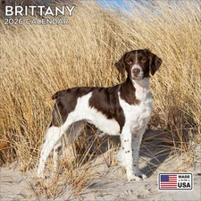 Brittany Calendar 2026 - Dog Breed Wall Calendar - Made in the USA!