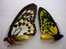 ENTOMOLOGY BUTTERFLY ORNITHOPTERA C LYDIUS female A1 & male A1 HALMAHERA