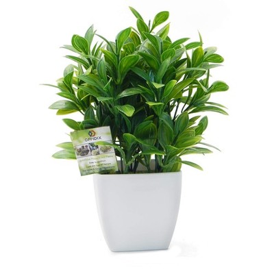Artificial Eucalyptus Plants, White Square Vase, Small Tree, Office, Desktop
