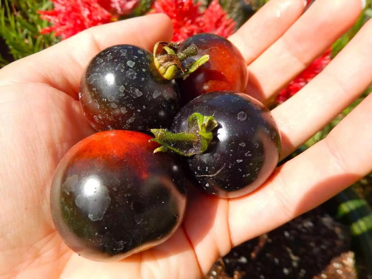 200 Indigo Rose Tomato Seeds Vegetable Organic Heirloom | eBay