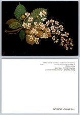 Continental British Museum Flower Art Postcard