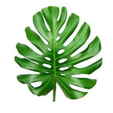 Fresh Monstera Leaf