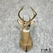#29393 E | Texas Whitetail Deer Taxidermy Shoulder Mount For Sale