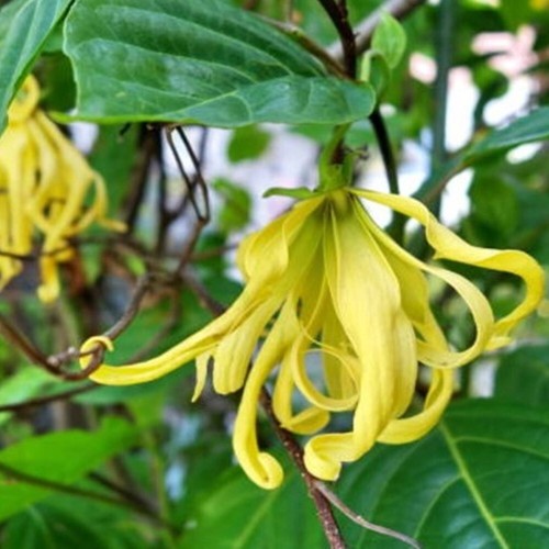 Planta Ylang-Ylang Cananga Odorata Flor Tropical Fragancia Árbol Alto 20 pulgadas - Imagen 5 de 5