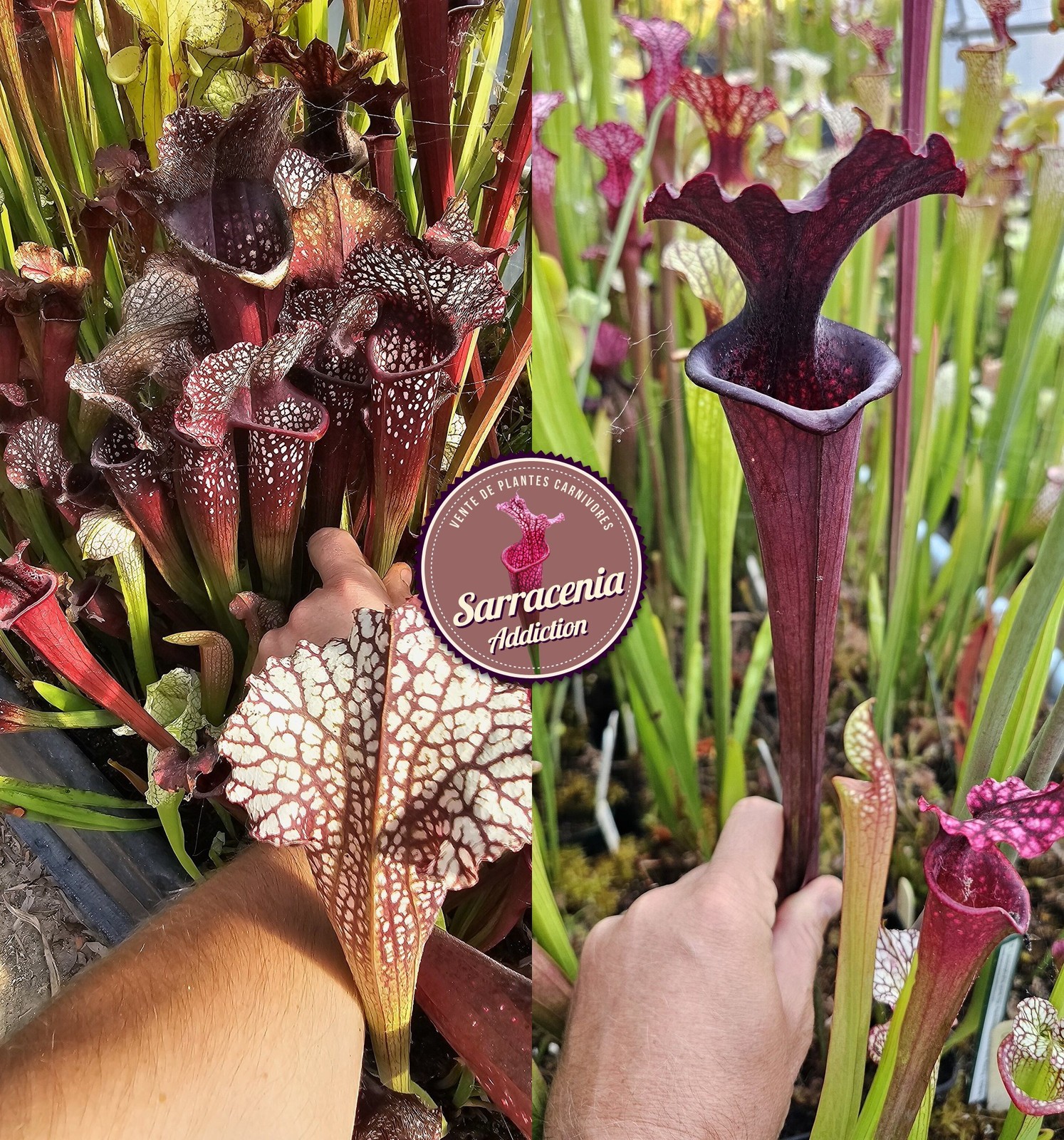 Graines de Sarracenia récolte 2025-2026 pour plante carnivore rare de tourbière