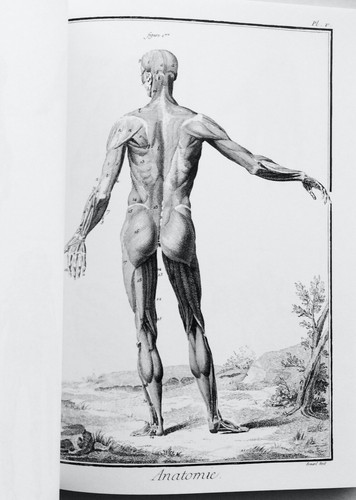 DIDEROT/d'Alembert 1700's/Antique HUMAN ANATOMY ILLUSTRATIONS - MANY PLATES - Picture 7 of 12