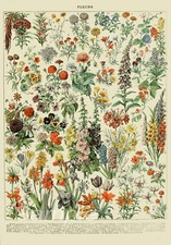 FB02 FLOWERS BOTANICAL VINTAGE A4 POSTER PRINT